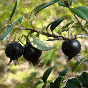 Black Guava is called as kala Badshah