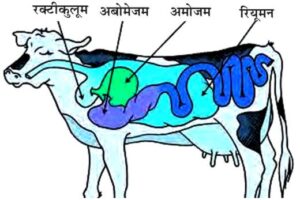 Cow Digestive system 4 chamber